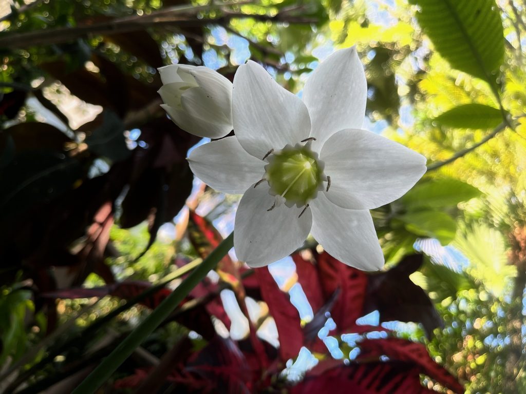 Two white flowers, one with petals open, the other loosely closed.