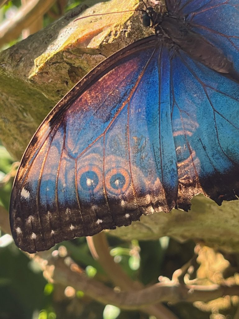 Blue butterfly with the sun shining through its wings, revealing the markings on the other side of the wings.