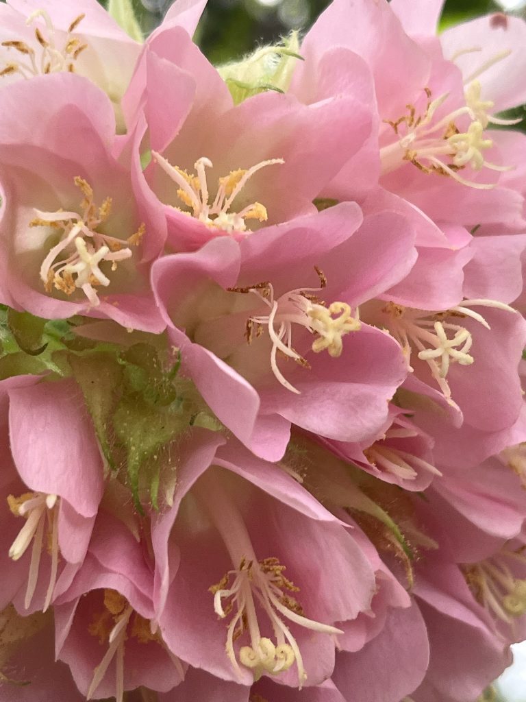 Full cluster of pale pink flowers
