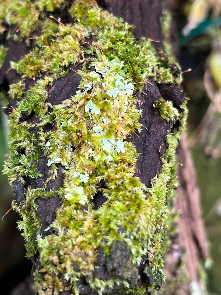 Pale blue-green lichen and fuzzy green moss on dark brown bark.