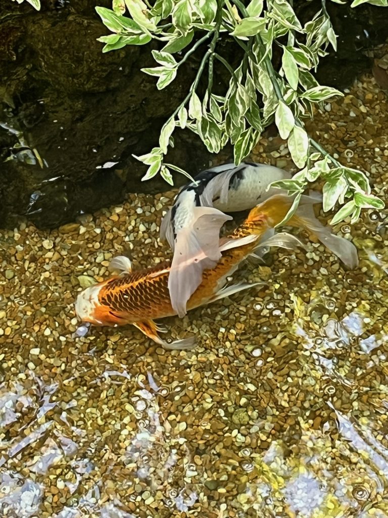 Two koi fish, one orange and white one black and white in the shallow stream. The bottom of the stream is filled with small brown and cream colors pebbles. Sunlight is reflecting off the water.