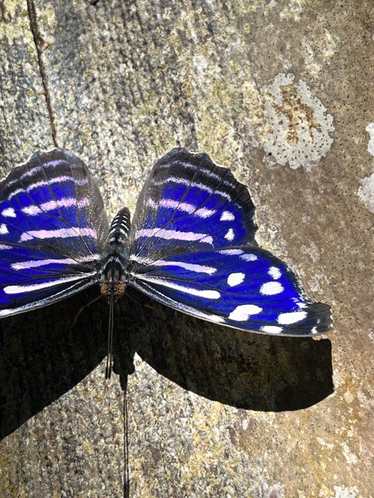 Butterfly with its wings open showing bright blue wings with white stripes and spots.