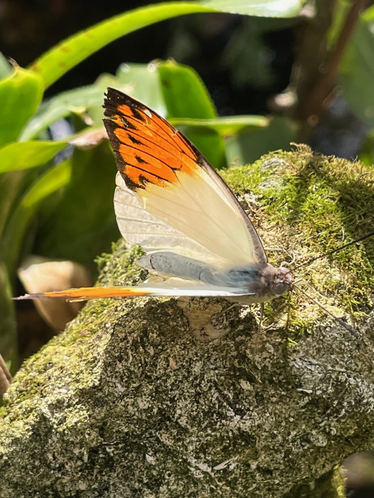 Butterfly sitting on a rock with its wings partially open. The wings are white with orange and black markings on the wing tips.