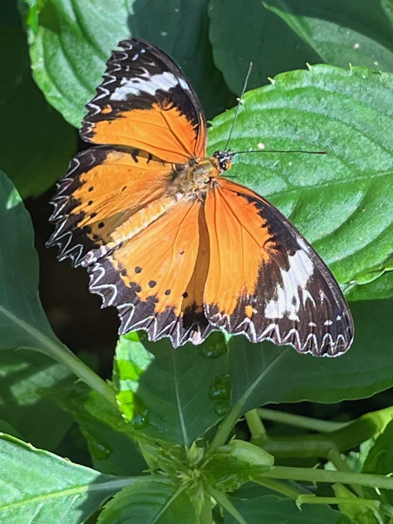 Butterfly sitting on a green leaf with its wings open. The butterfly wings are orange with