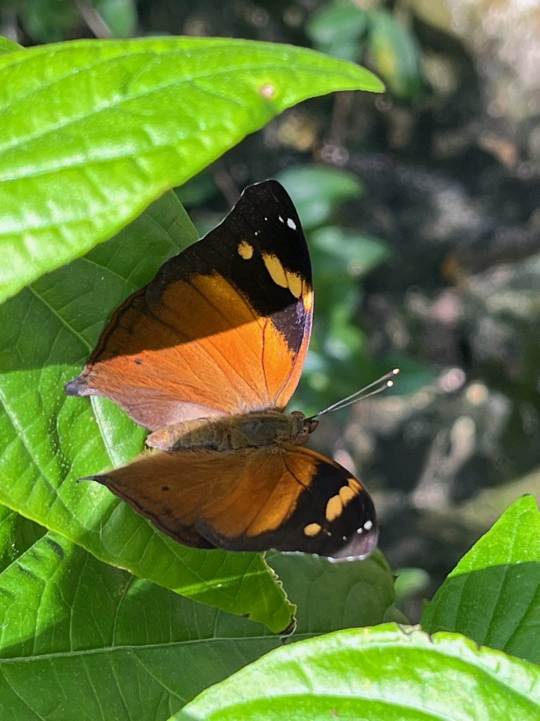 Orange butterfly sitting on a green leaf. The wing tips are black with orange spots.