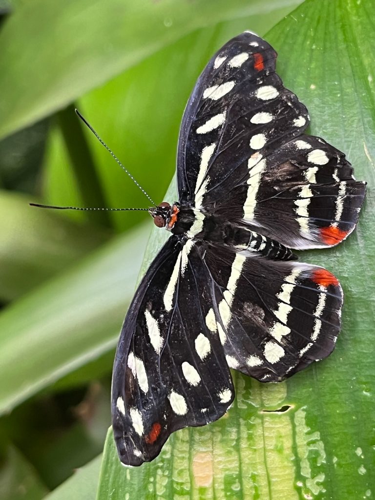 Black butterfly with rows of small pale-yellow spots and stripes.