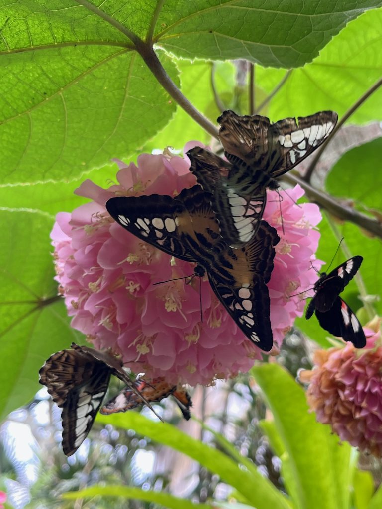 Several orange and black butterflies and a cluster of pink flowers.