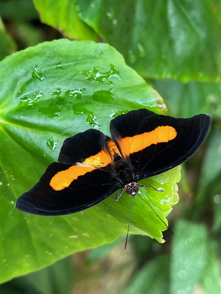 Black butterfly with a single wide orange stripe running across the wings