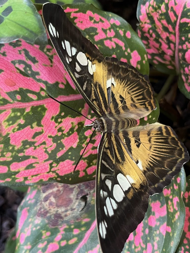 Brown, white and cream-colored butterfly sitting on a pink and green leaves.