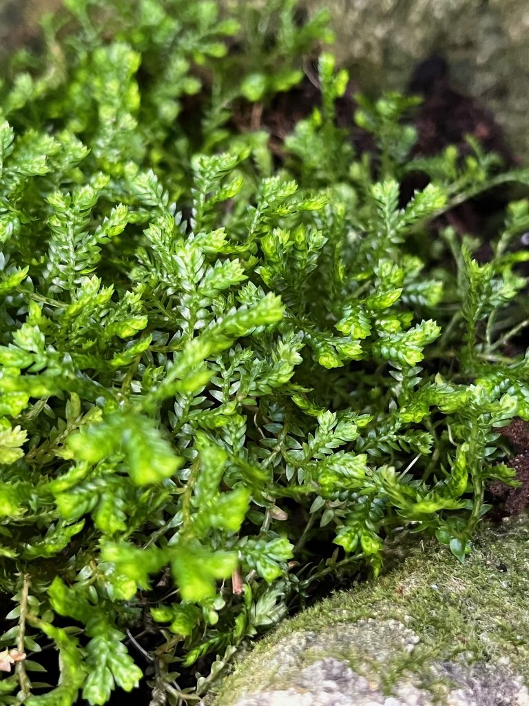 Close up of small fern plant