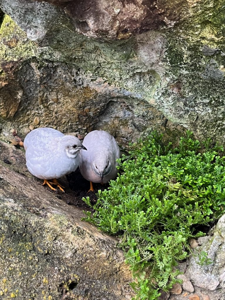Two grey quail stand on rock next to a selligenella plant.