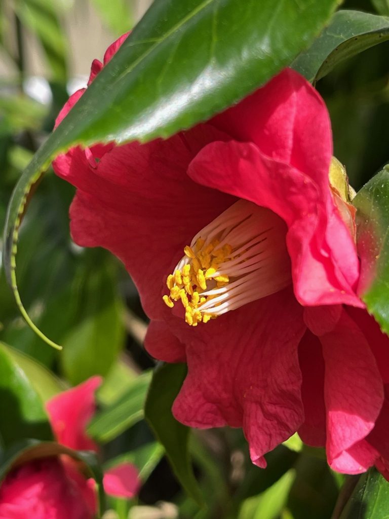 Camelia flower with wide pink petals and a cluster of yellow and white stamen at the center of the flower.