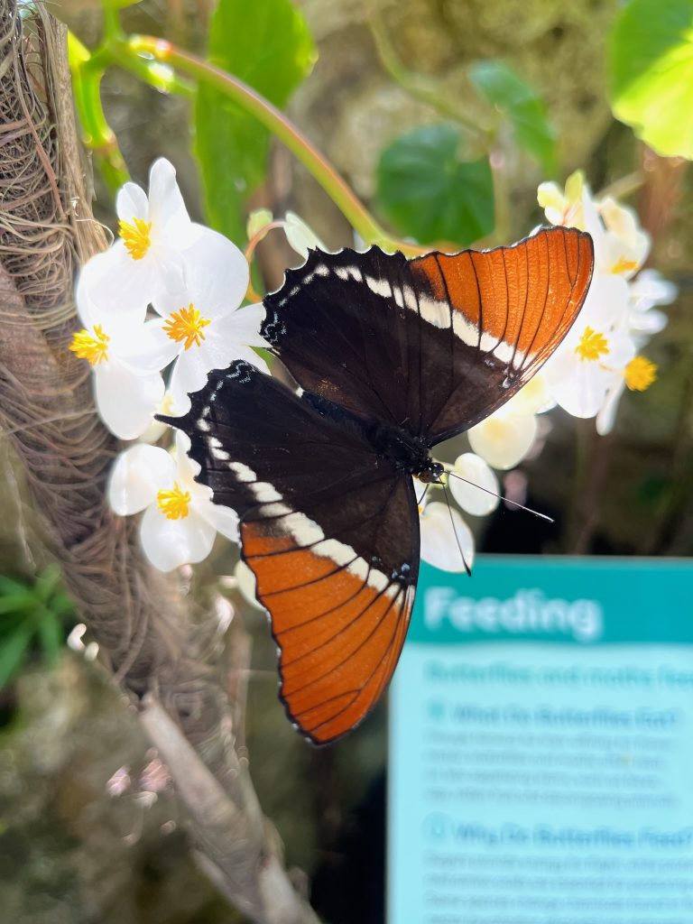 Black, white and orange butterfly sitting on a cluster of white flowers