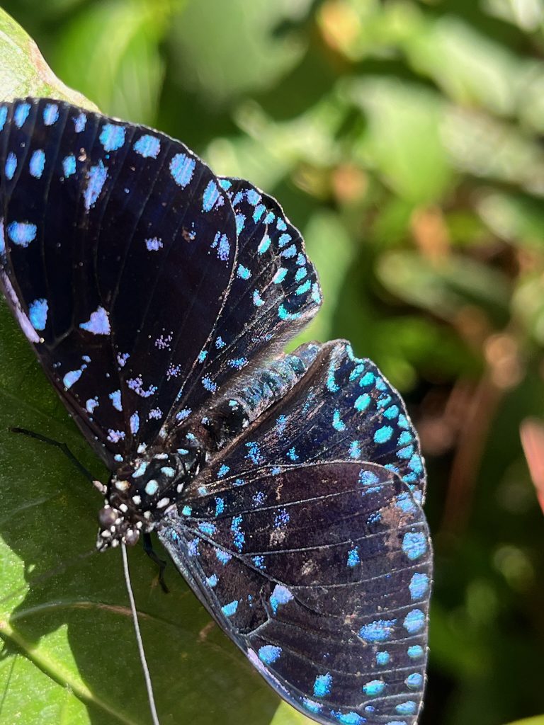 Black butterfly with many small blue spots.