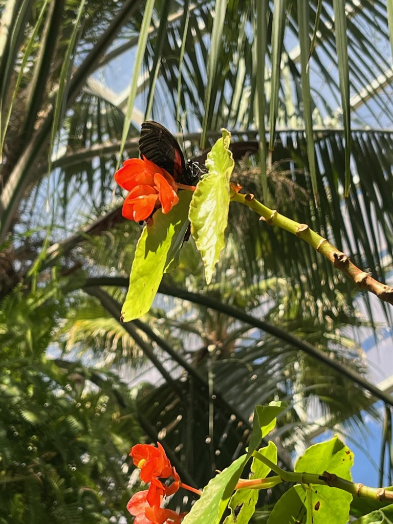 Black butterfly on a cluster or orange flowers