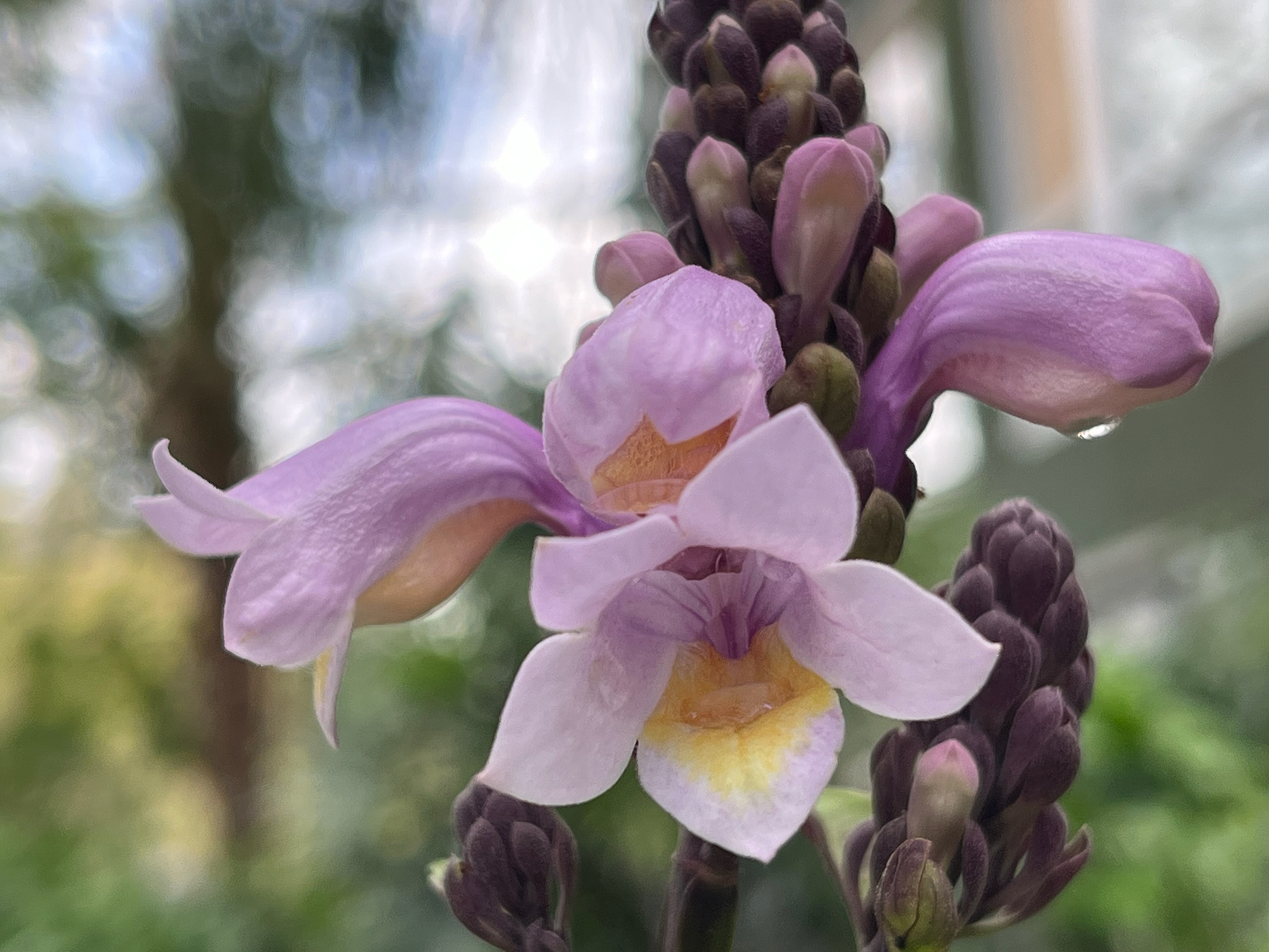 Spring 2023 in the Butterfly Rainforest – Exhibits