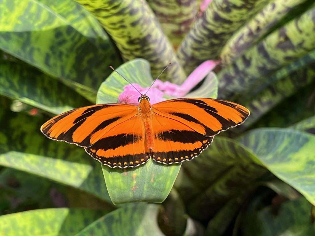 Orange and black butterfly on a pink flower.
