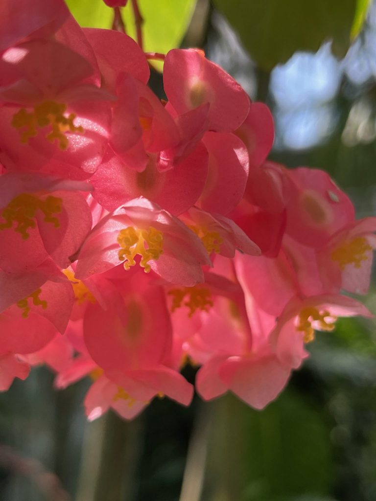 cluster of pink flowers with the sun shinning through the petals
