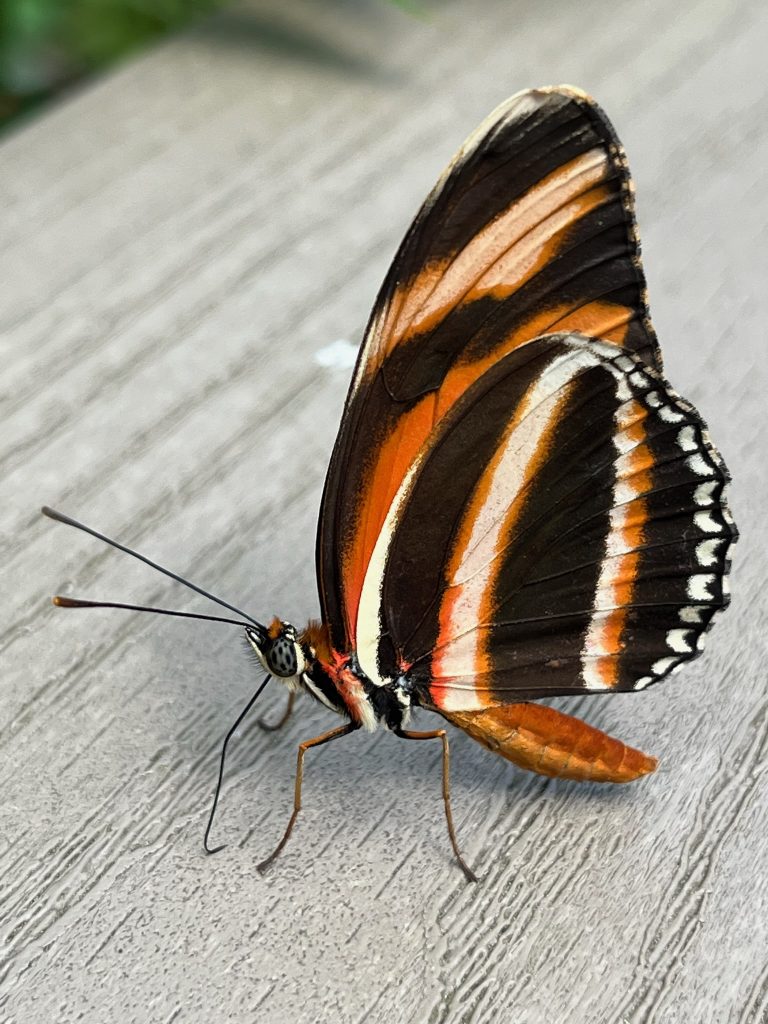 Butterfly with an orange, black, and cream stripes.