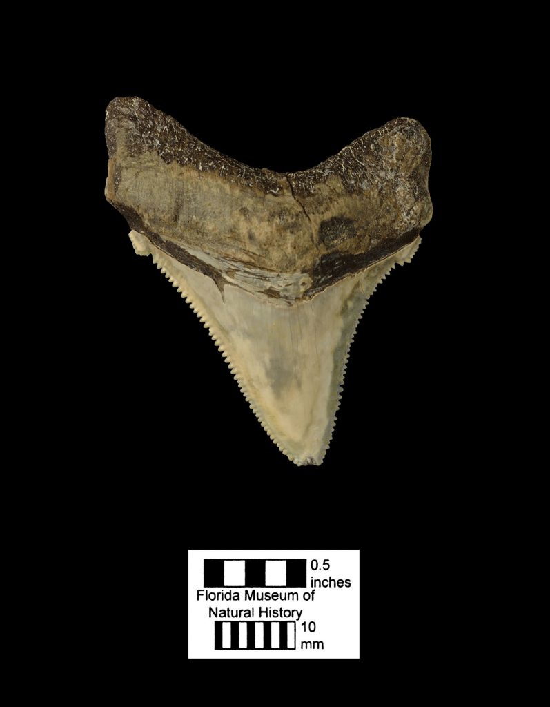 Upper Lateral tooth from a Carcharocles chubutensis