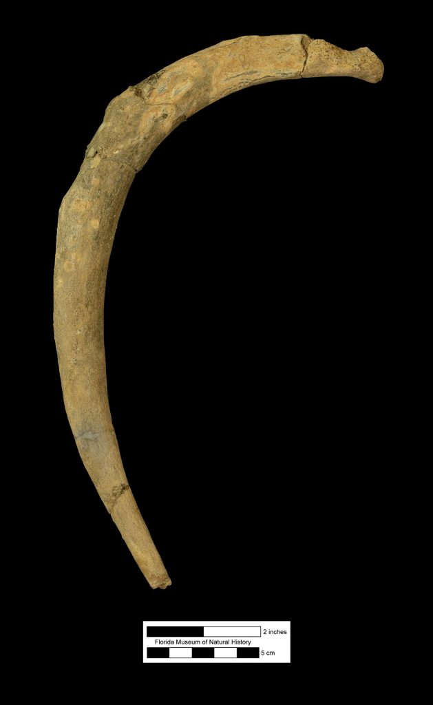 Olsen's dugong rib fossil