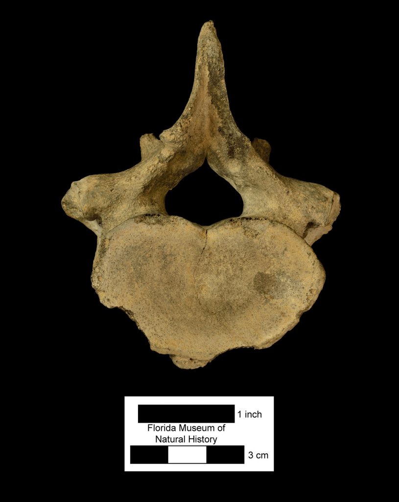 Olsen's dugong vertebra fossil