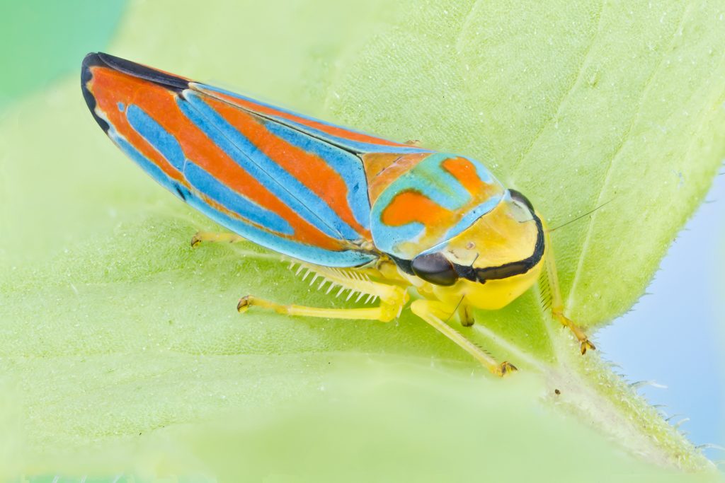 orange and blue bug on leaf
