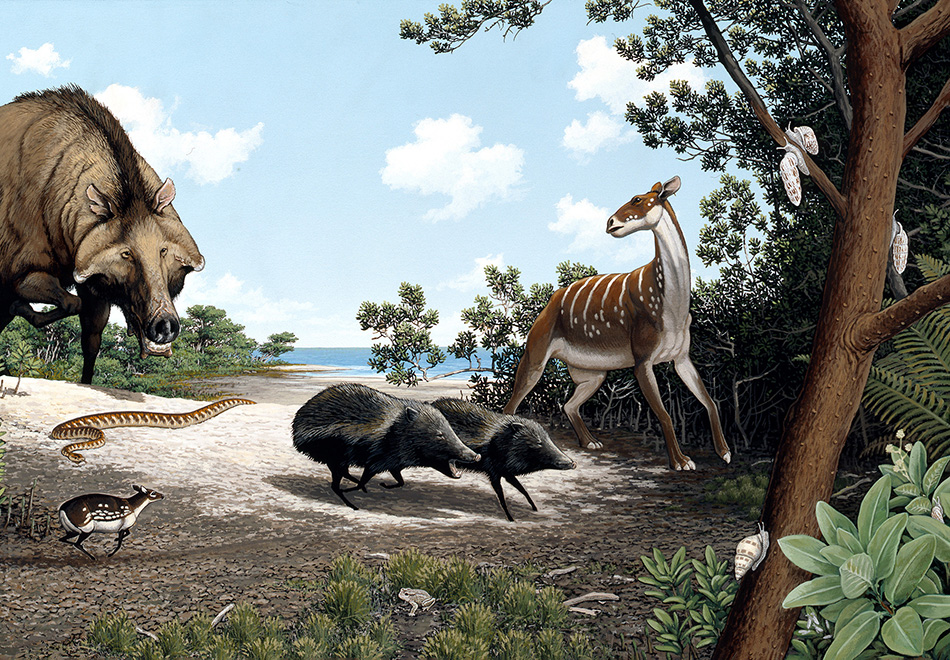 Oligocene Epoch Wildlife