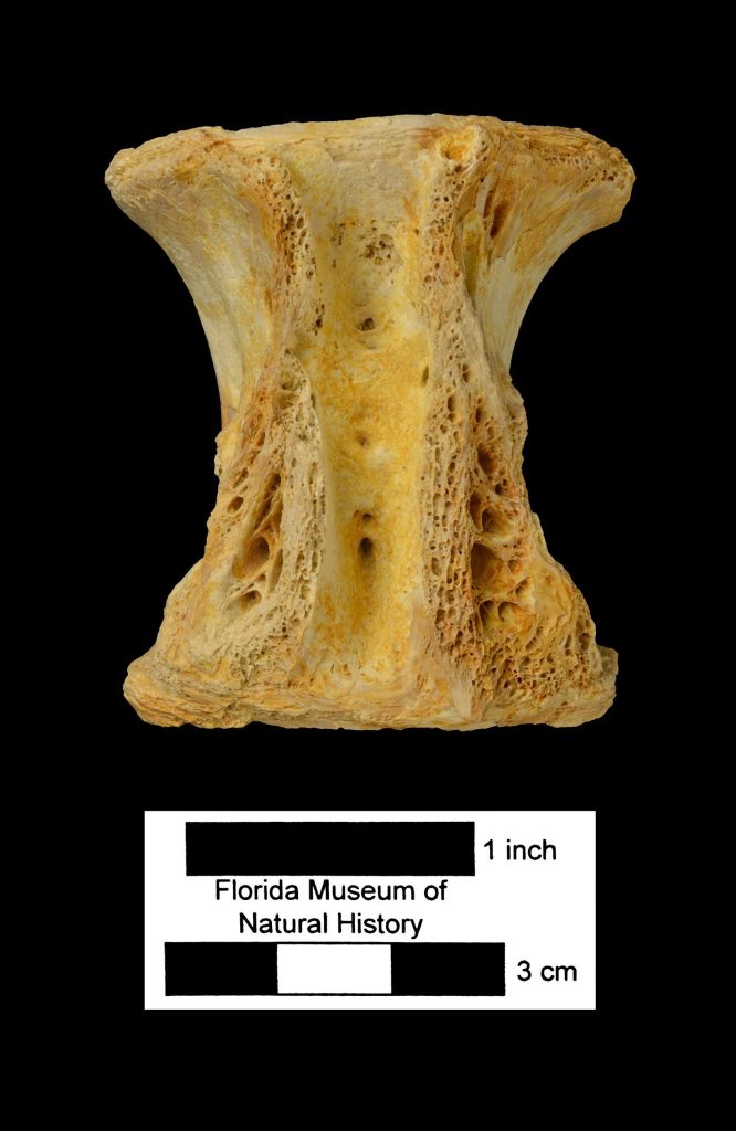 barracuda Vertebra