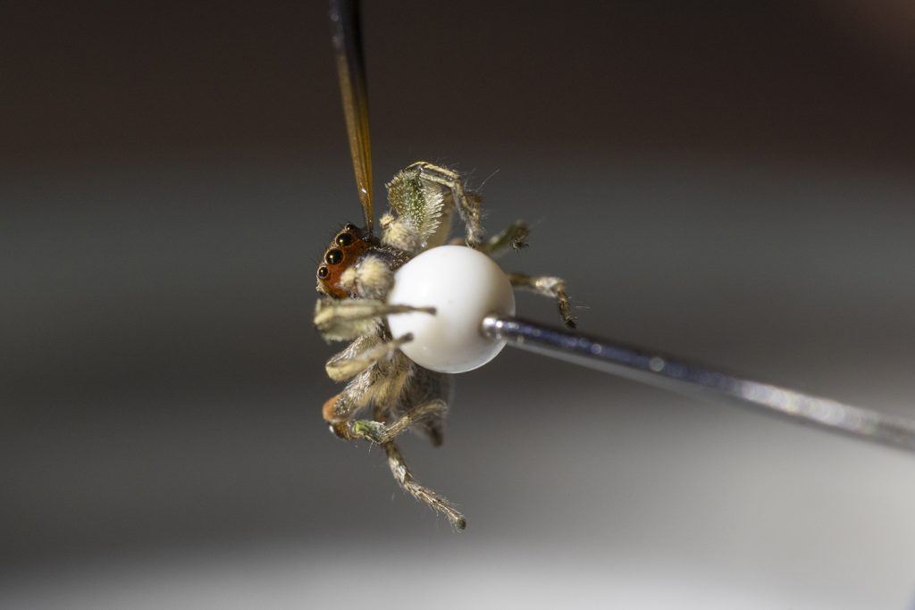 spider on ball being painted with a brush