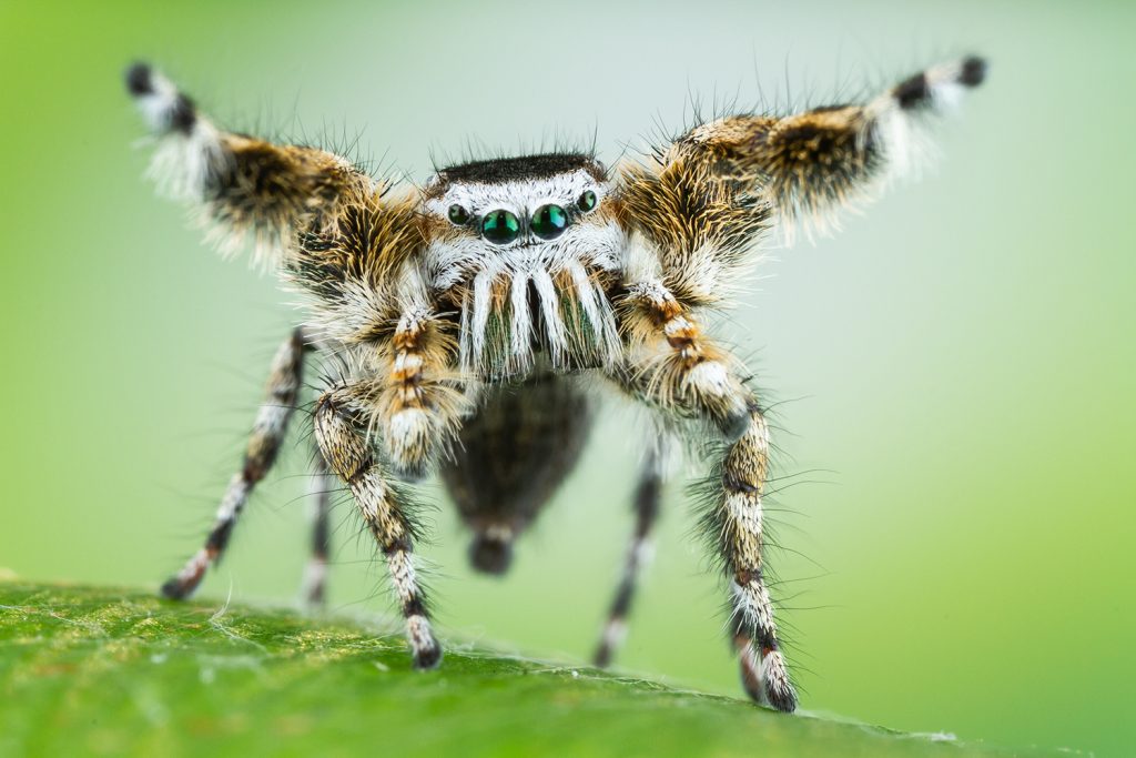 Another species of jumping spider, Phidippus tyrelli, strikes a pose as part of its mating ritual. Photo courtesy of Colin Hutton