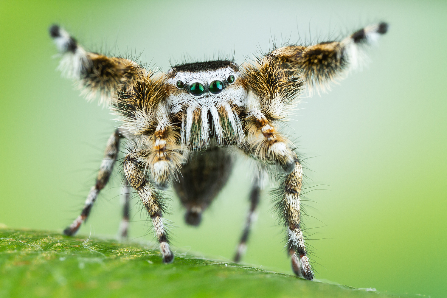 Baby Jumping Spiders See Surprisingly Well