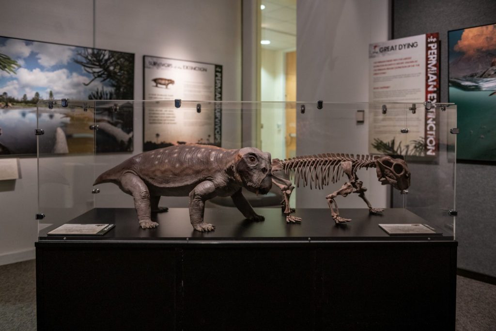 small model and skeleton of a four-legged, flat and stumpy creature in glass display case