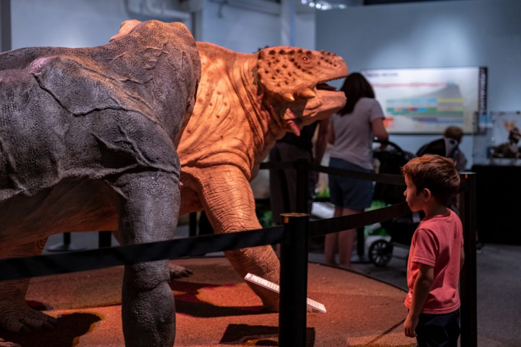 Young child looks at large models of creatures shaped almost like dinosaurs on display in a museum exhibit