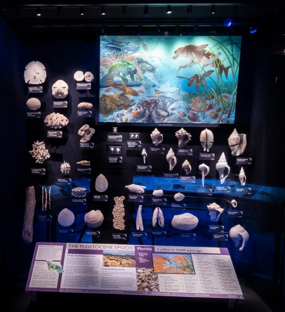 display case in the Florida Museum fossil hall exhibit with painting of marine Pleistocene scene along with many shells from the epoch