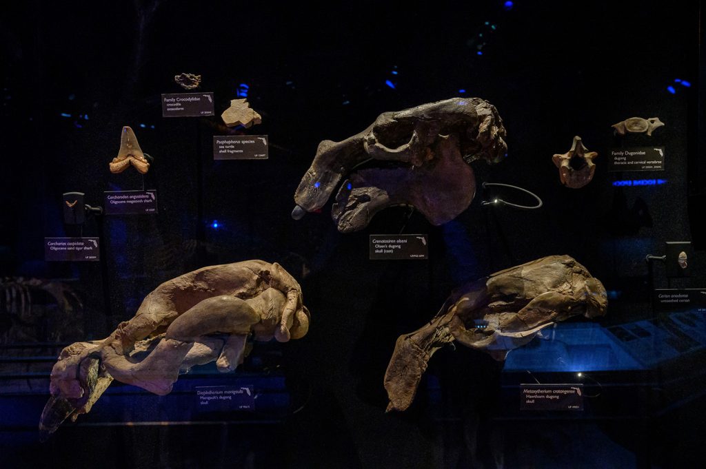 Dugong skull fossils and other fossils dramatically lit and on display