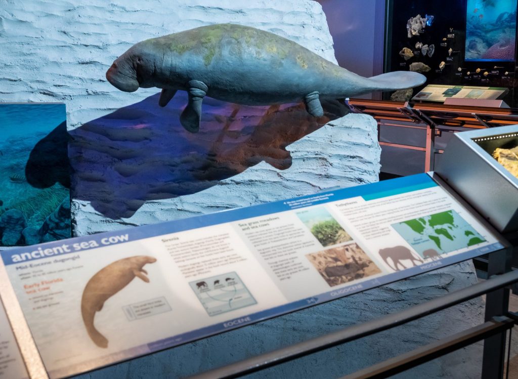 display panel and figure of the ancient sea cow in the Florida Museum fossil hall