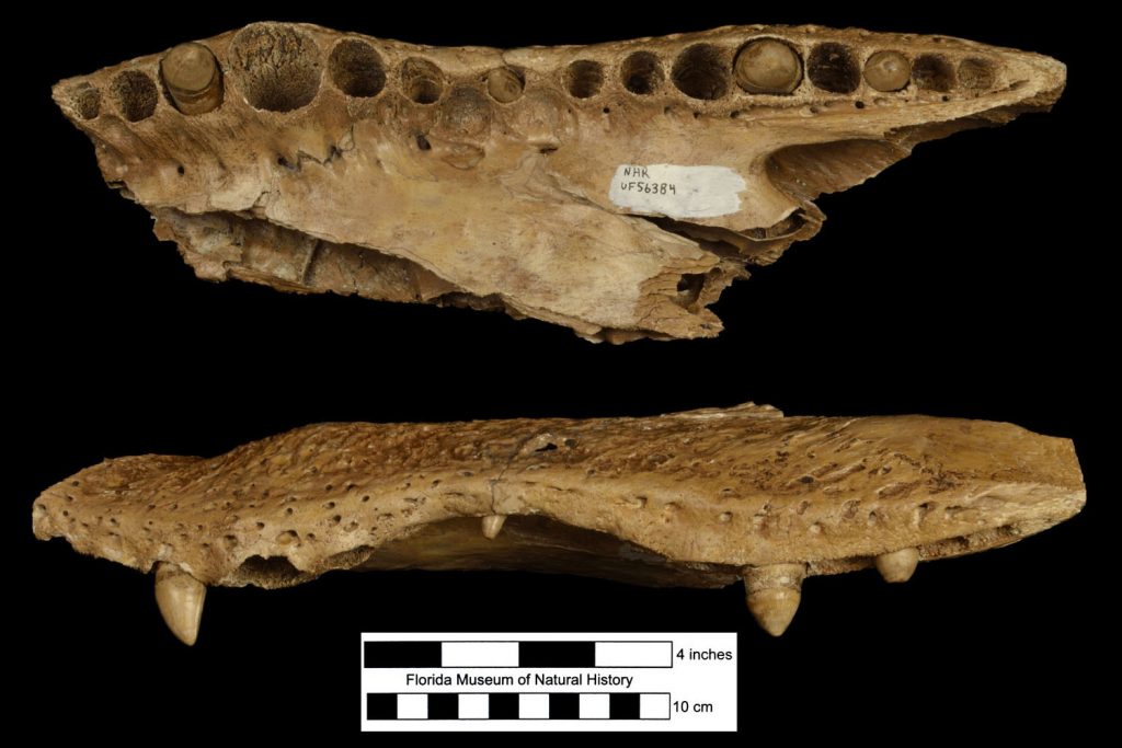 two views of part of an American alligator jaw fossil with a few teeth