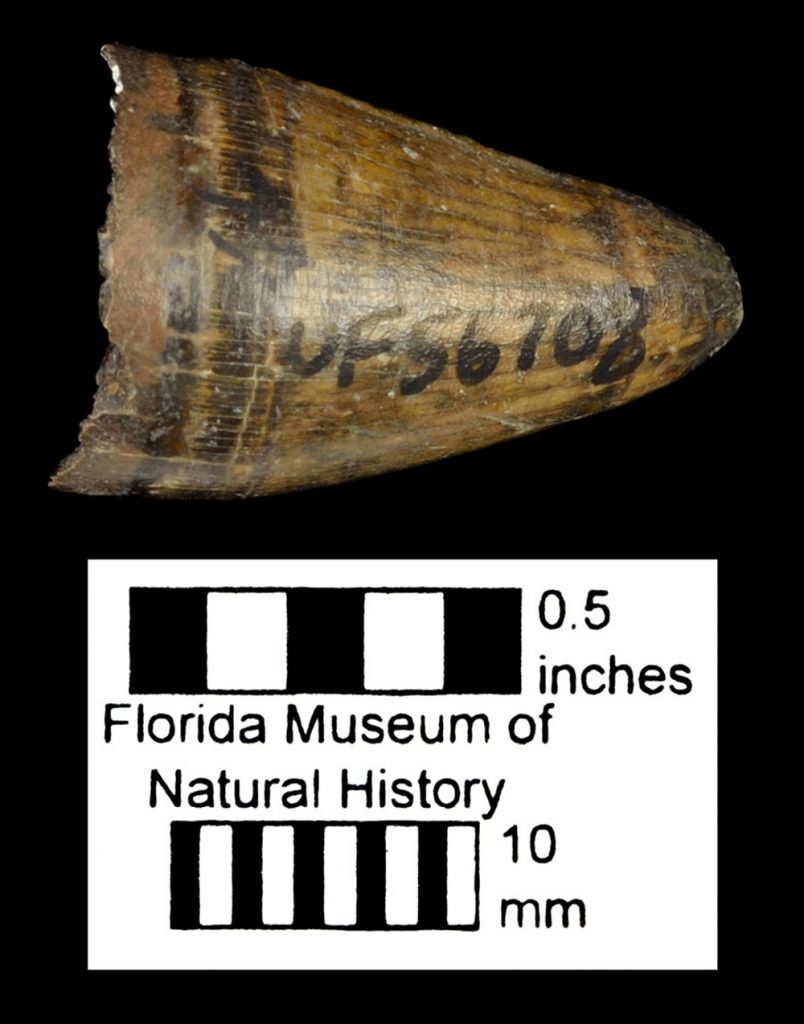 American alligator, Alligator mississippiensis, specimen UF 56708. Florida Museum vertebrate paleontology photo