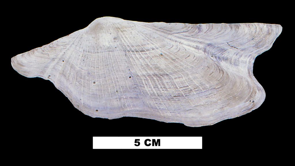 shell with ridges