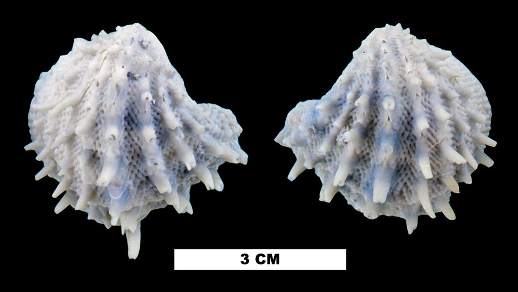 the two halves of a Florida spiny jewelbox photographed from above to show the rows of short spines along the shell