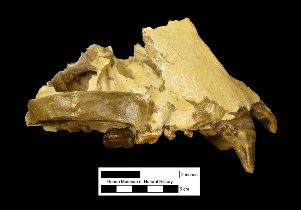 partial jaw bone from Lesser short-faced bear with several sharp teeth at one end