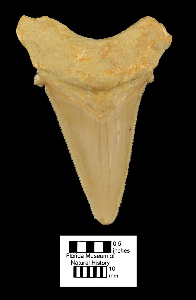 shark tooth fossil