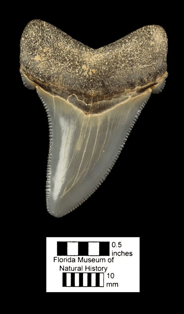shark tooth fossil