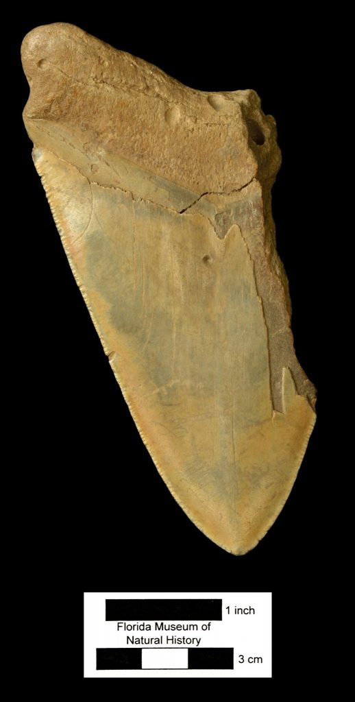 fragment of a megalodon tooth fossil