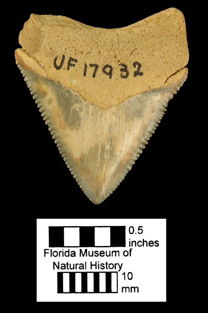 Carcharodon megalodon tooth fossil