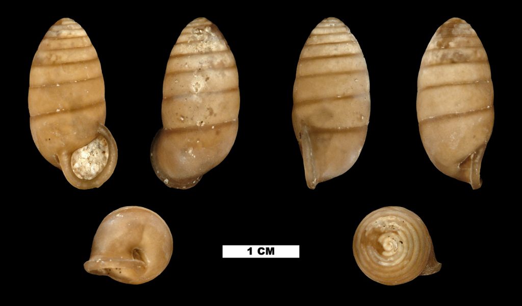 oval shaped shell fossils