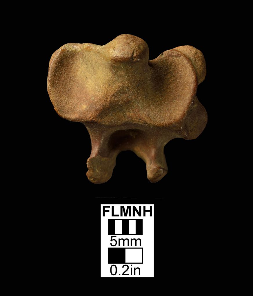 Asphalt stork fossil