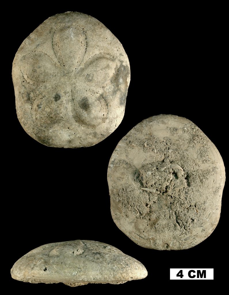 three views of a Rosy sea biscuit fossil, top bottom and from the side.