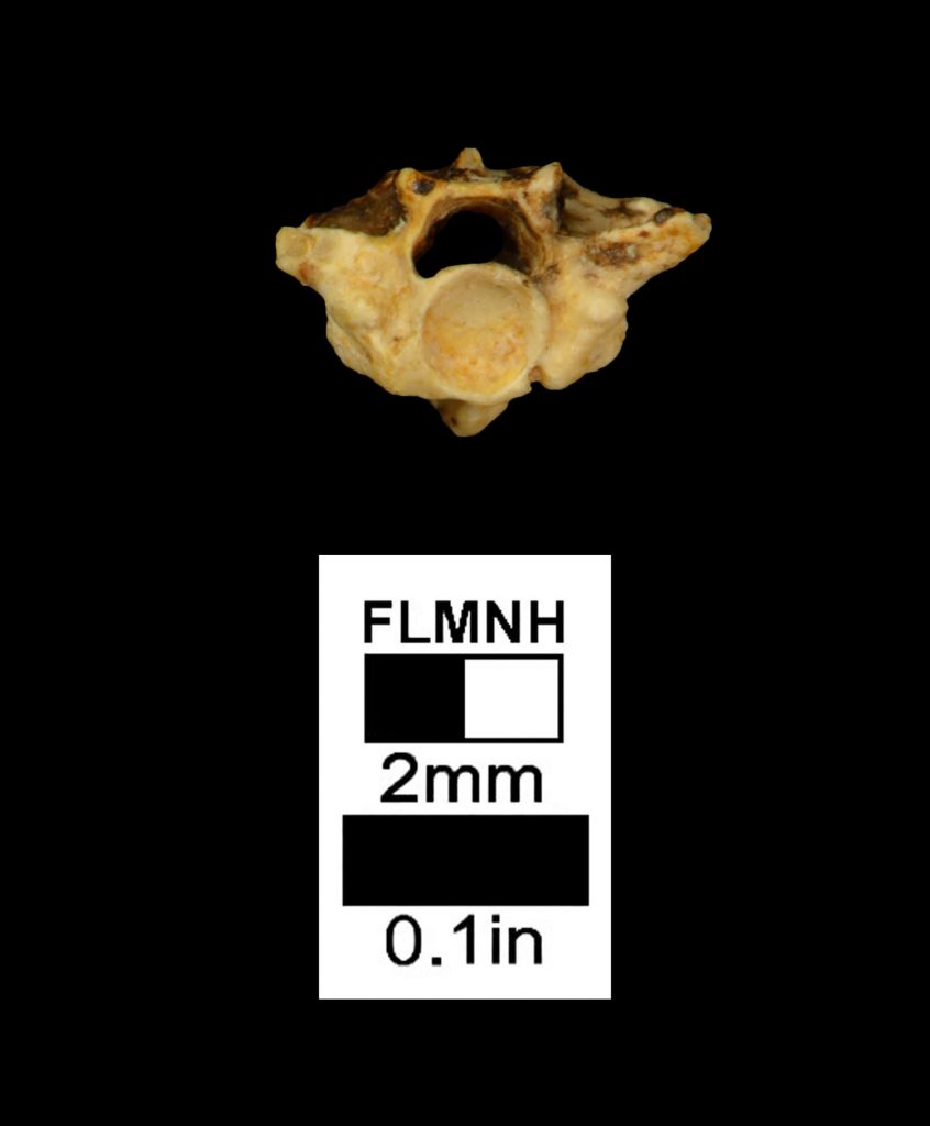 snake vertebrae fossil